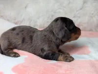 Raggen, a female Miniature Dachshund for sale in Moreno Valley, CA – 5 of 6