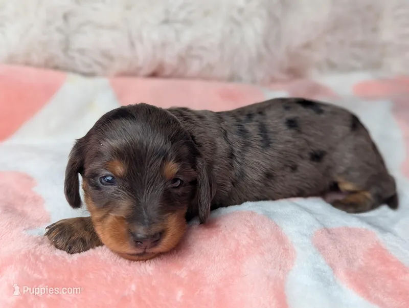 Raggen – Miniature Dachshund puppy for sale in Moreno Valley, CA