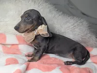 Tilly, a female Miniature Dachshund for sale in Moreno Valley, CA – 5 of 6