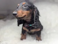 Artie, a male Miniature Dachshund for sale in Moreno Valley, CA – 6 of 6