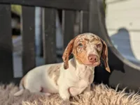 Nelson, a male Miniature Dachshund for sale in Moreno Valley, CA – Photo 6 of 7