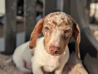 Nelson, a male Miniature Dachshund for sale in Moreno Valley, CA – Photo 1 of 7