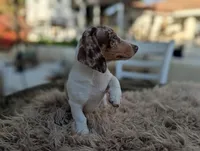 Nelson, a male Miniature Dachshund for sale in Moreno Valley, CA – Photo 5 of 7