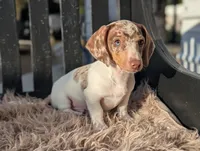 Nelson, a male Miniature Dachshund for sale in Moreno Valley, CA – Photo 7 of 7
