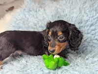 Thomas, a male Miniature Dachshund for sale in Moreno Valley, CA – 4 of 6