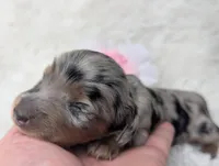Onyx, a female Miniature Dachshund for sale in Moreno Valley, CA – 3 of 7