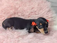 Lilly, a female Miniature Dachshund for sale in Moreno Valley, CA – 6 of 7