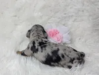 Onyx, a female Miniature Dachshund for sale in Moreno Valley, CA – 2 of 7