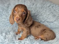Maverick , a male Miniature Dachshund for sale in Moreno Valley, CA – 5 of 8