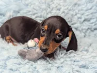Sherman, a male Miniature Dachshund for sale in Moreno Valley, CA – 4 of 6