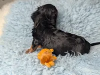 Artie, a male Miniature Dachshund for sale in Moreno Valley, CA – 3 of 6