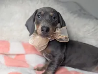 Tilly, a female Miniature Dachshund for sale in Moreno Valley, CA – 3 of 6