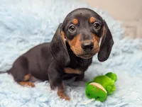 Ronnie, a male Miniature Dachshund for sale in Moreno Valley, CA – 3 of 6