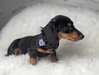 Buck, a male Miniature Dachshund for sale in Moreno Valley, CA – 3 of 6