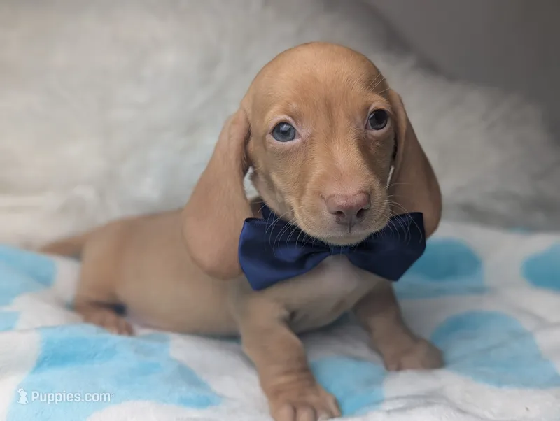 Roy – Miniature Dachshund puppy for sale in Moreno Valley, CA