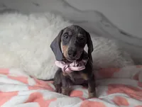 Saphire, a female Miniature Dachshund for sale in Moreno Valley, CA – 2 of 6