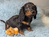 Artie, a male Miniature Dachshund for sale in Moreno Valley, CA – 2 of 6