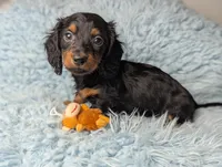 Artie, a male Miniature Dachshund for sale in Moreno Valley, CA – 4 of 6