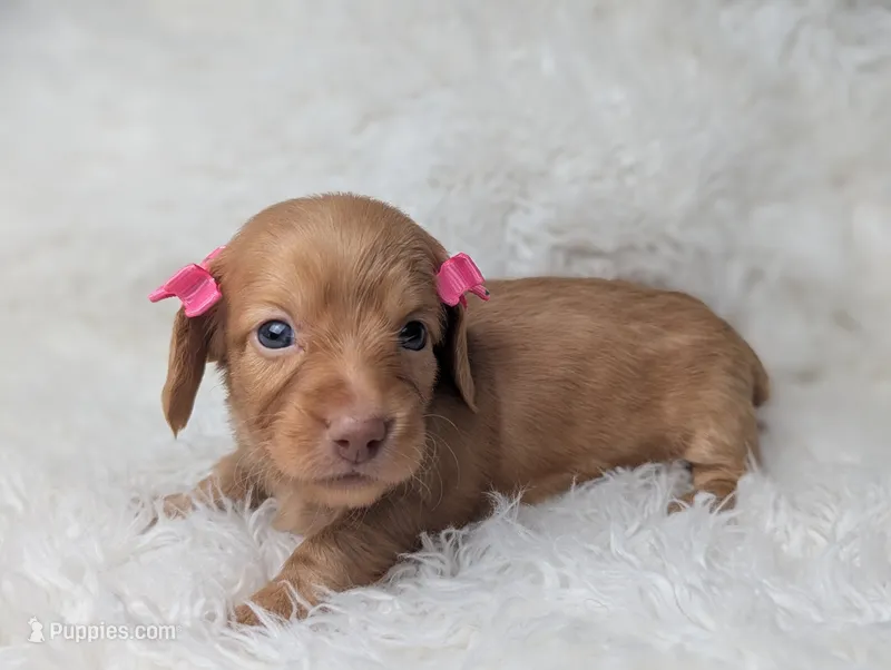 Ellen – Miniature Dachshund puppy for sale in Moreno Valley, CA