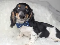 Leo, a male Miniature Dachshund for sale in Moreno Valley, CA – 2 of 6