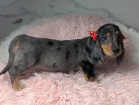 Sally, a female Miniature Dachshund for sale in Moreno Valley, CA – 6 of 8