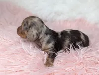 Bella, a female Miniature Dachshund for sale in Moreno Valley, CA – 4 of 6