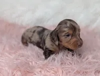 Bella, a female Miniature Dachshund for sale in Moreno Valley, CA – 5 of 6