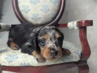 Frannie, a female Miniature Dachshund for sale in Moreno Valley, CA – 2 of 7