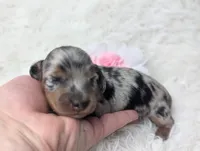Onyx, a female Miniature Dachshund for sale in Moreno Valley, CA – 4 of 7