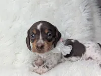 Penny, a female Miniature Dachshund for sale in Moreno Valley, CA – 4 of 6