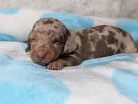 Marley, a male Miniature Dachshund for sale in Moreno Valley, CA – 4 of 6