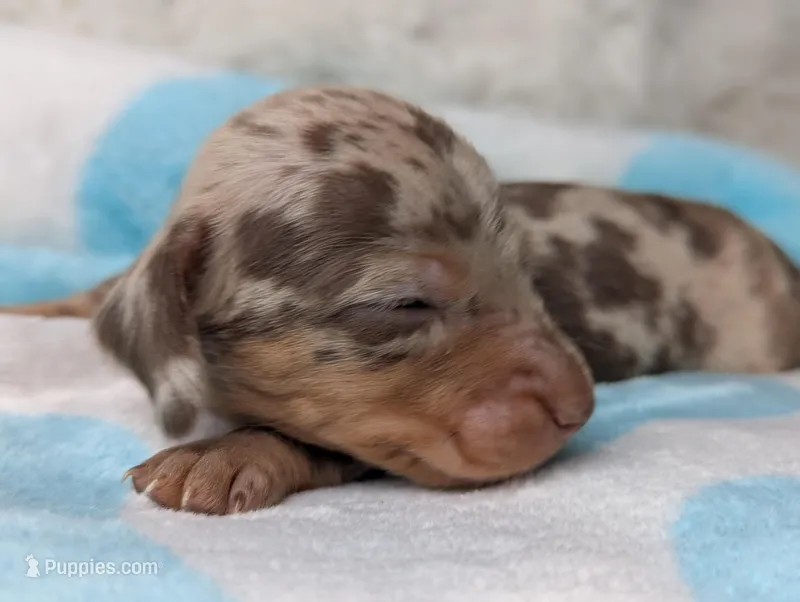 Marley – Miniature Dachshund puppy for sale in Moreno Valley, CA