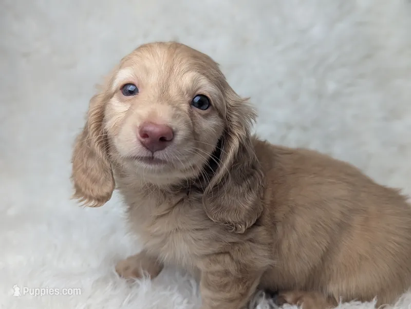 Kingston – Miniature Dachshund puppy for sale in Moreno Valley, CA