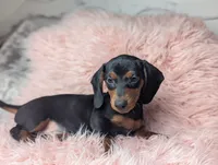 Suzy, a female Miniature Dachshund for sale in Moreno Valley, CA – 3 of 6