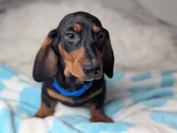 Randy, a male Miniature Dachshund for sale in Moreno Valley, CA – 2 of 6