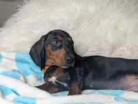 Franky, a male Miniature Dachshund for sale in Moreno Valley, CA – 4 of 6