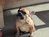 Pancake, a female French Bulldog for sale in Moreno Valley, CA – 2 of 6