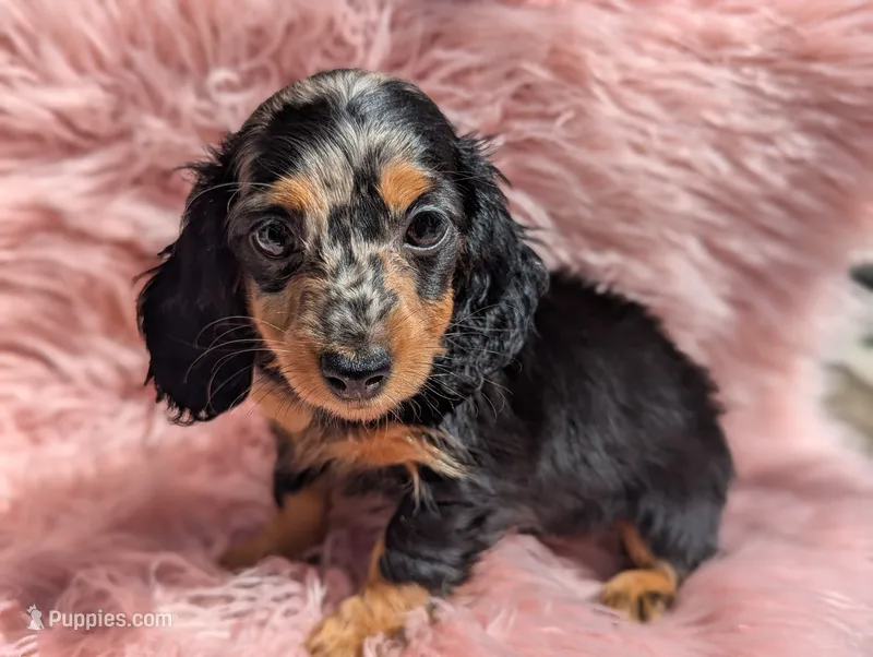 Frannie – Miniature Dachshund puppy for sale in Moreno Valley, CA