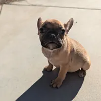 Pancake, a female French Bulldog for sale in Moreno Valley, CA – Photo 1 of 4