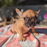 Pancake, a female French Bulldog for sale in Moreno Valley, CA – Photo 2 of 4