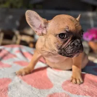 Pancake, a female French Bulldog for sale in Moreno Valley, CA – Photo 3 of 4