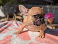 Pancake, a female French Bulldog for sale in Moreno Valley, CA – Photo 3 of 4
