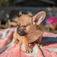 Pancake, a female French Bulldog for sale in Moreno Valley, CA – Photo 4 of 4