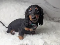 Artie, a male Miniature Dachshund for sale in Moreno Valley, CA – 4 of 6