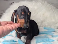 Franky, a male Miniature Dachshund for sale in Moreno Valley, CA – 5 of 6