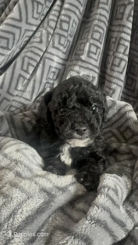 Baby poodles  – Poodle - Miniature  puppy for sale in Antioch, CA