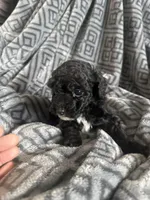 Baby poodles , a female Poodle - Miniature  for sale in Antioch, CA – Photo 3 of 3