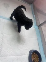 Baby poodles , a female Poodle - Miniature  for sale in Antioch, CA – Photo 2 of 3