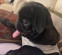 Baby Pugs , a male Pug for sale in Antioch, CA – Photo 7 of 9