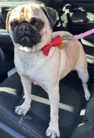 Baby Pugs , a male Pug for sale in Antioch, CA – Photo 1 of 9